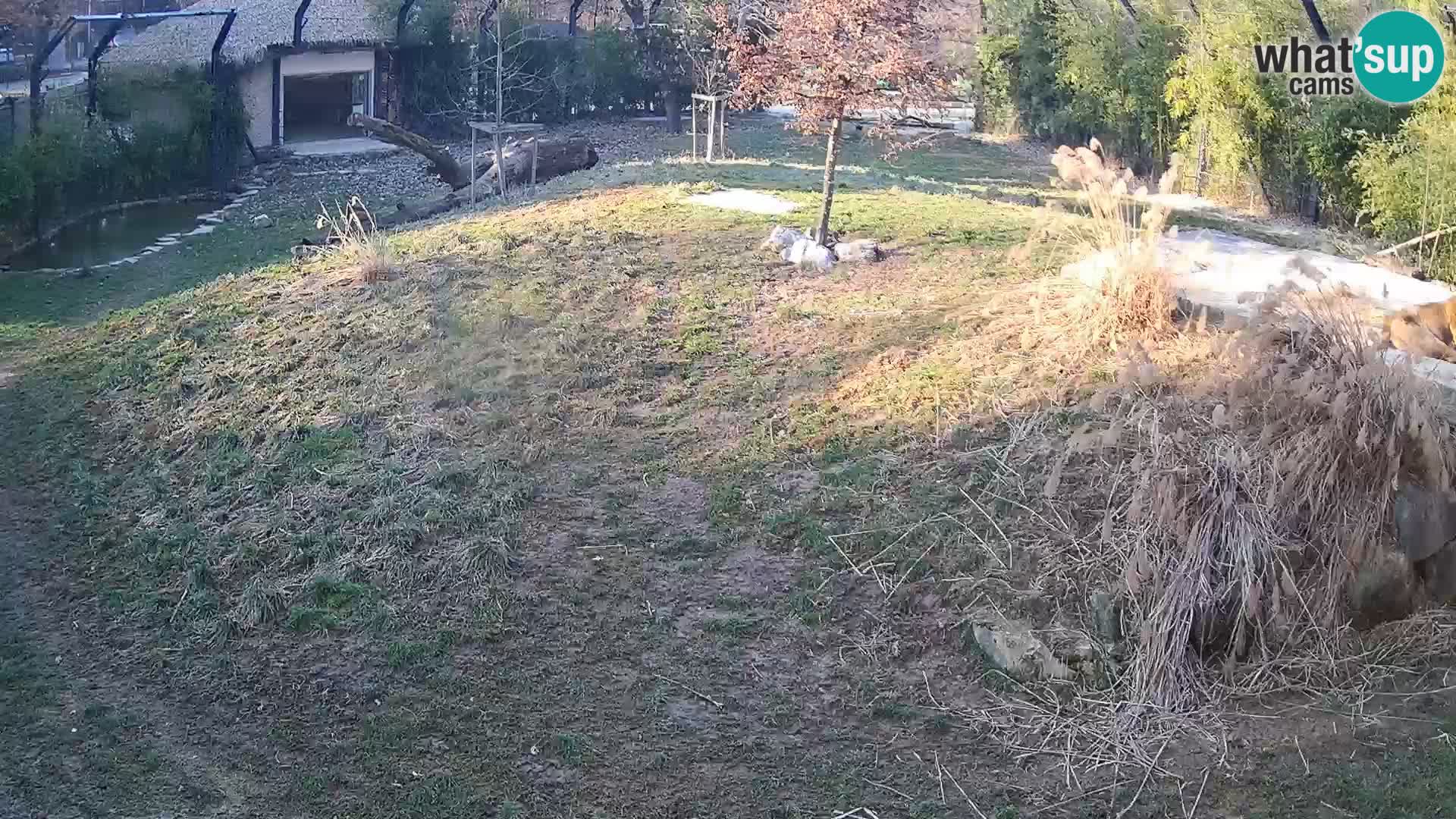 Zoo Ljubljana webcam Löwen