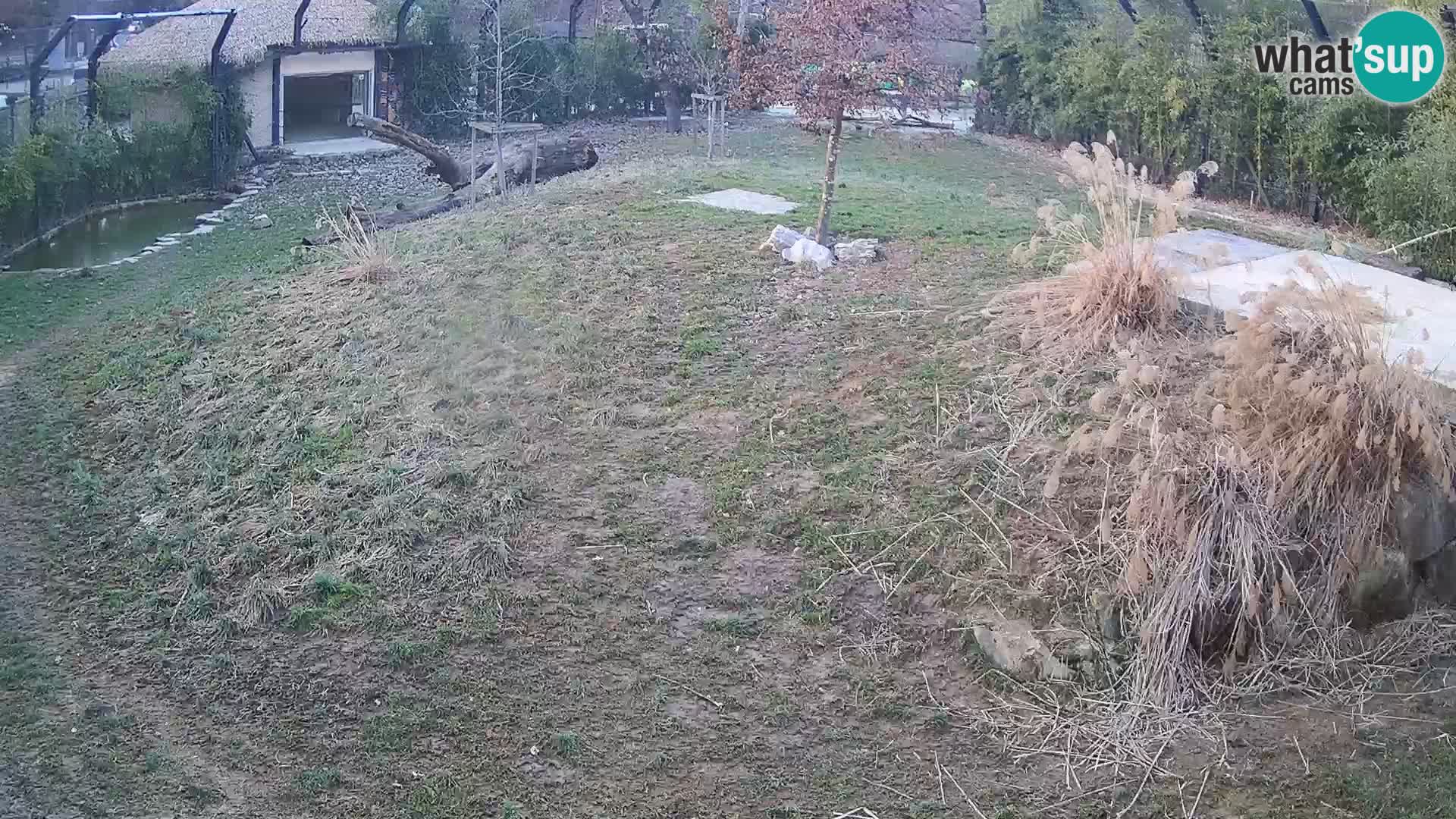 Live Ljubljana Zoo webcam Lion