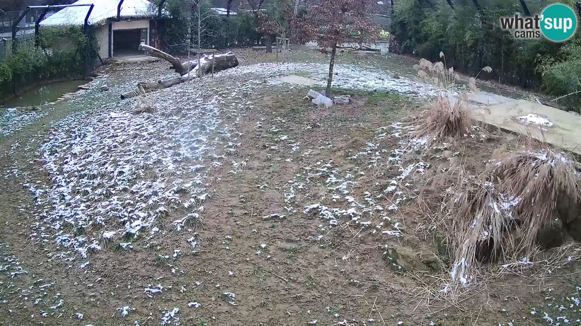 Zoo Ljubljana webcam Löwen