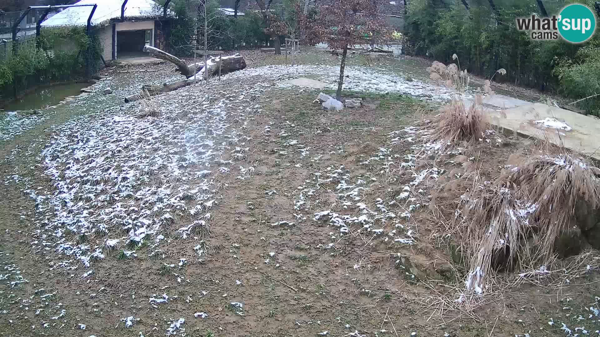 Live Ljubljana Zoo webcam Lion