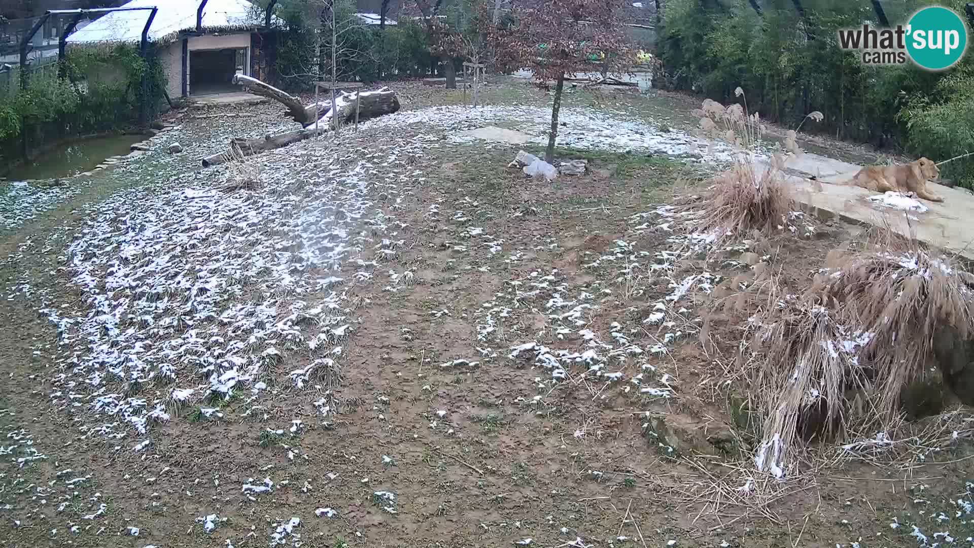 Zoo Ljubljana webcam Löwen