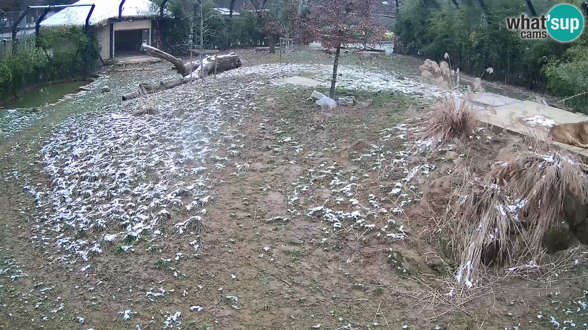 Živalski vrt Ljubljana kamera v živo Levi