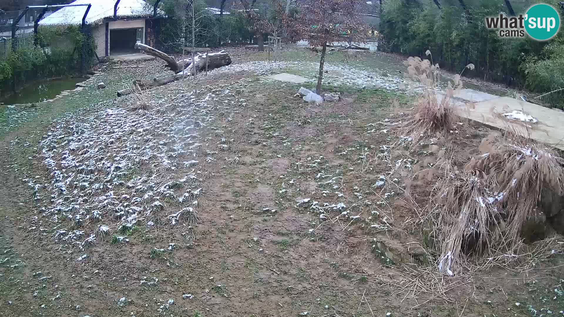 Ljubljana Zoo webcam Lion