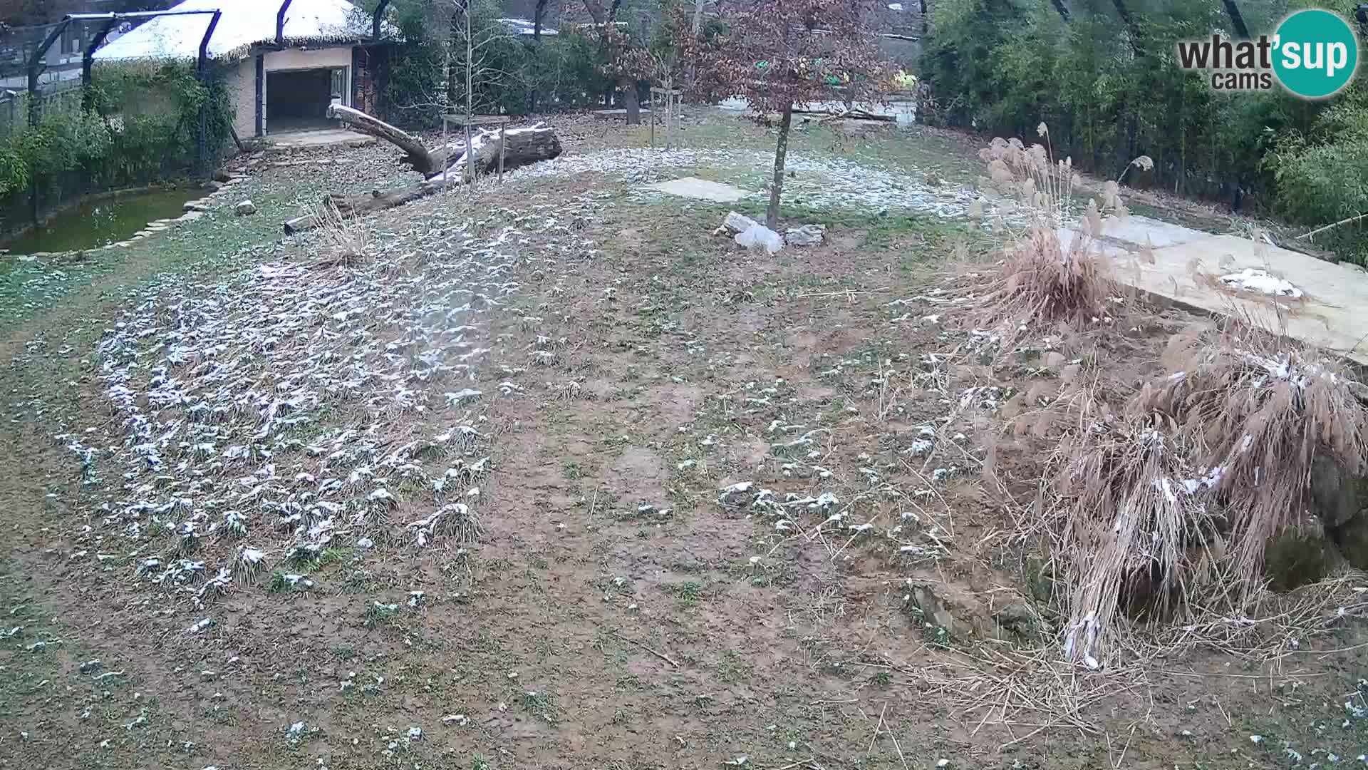 Live Ljubljana Zoo webcam Lion