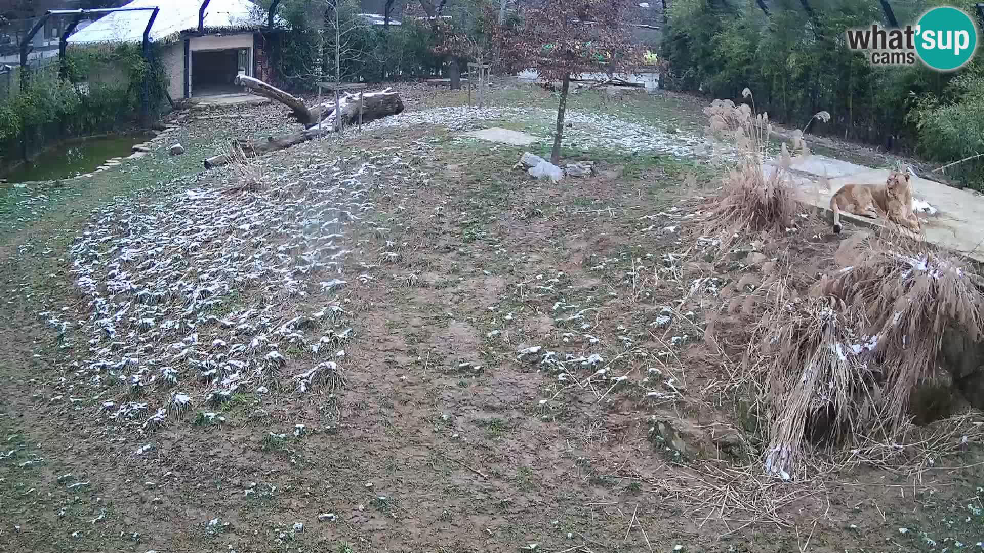 Live Ljubljana Zoo webcam Lion