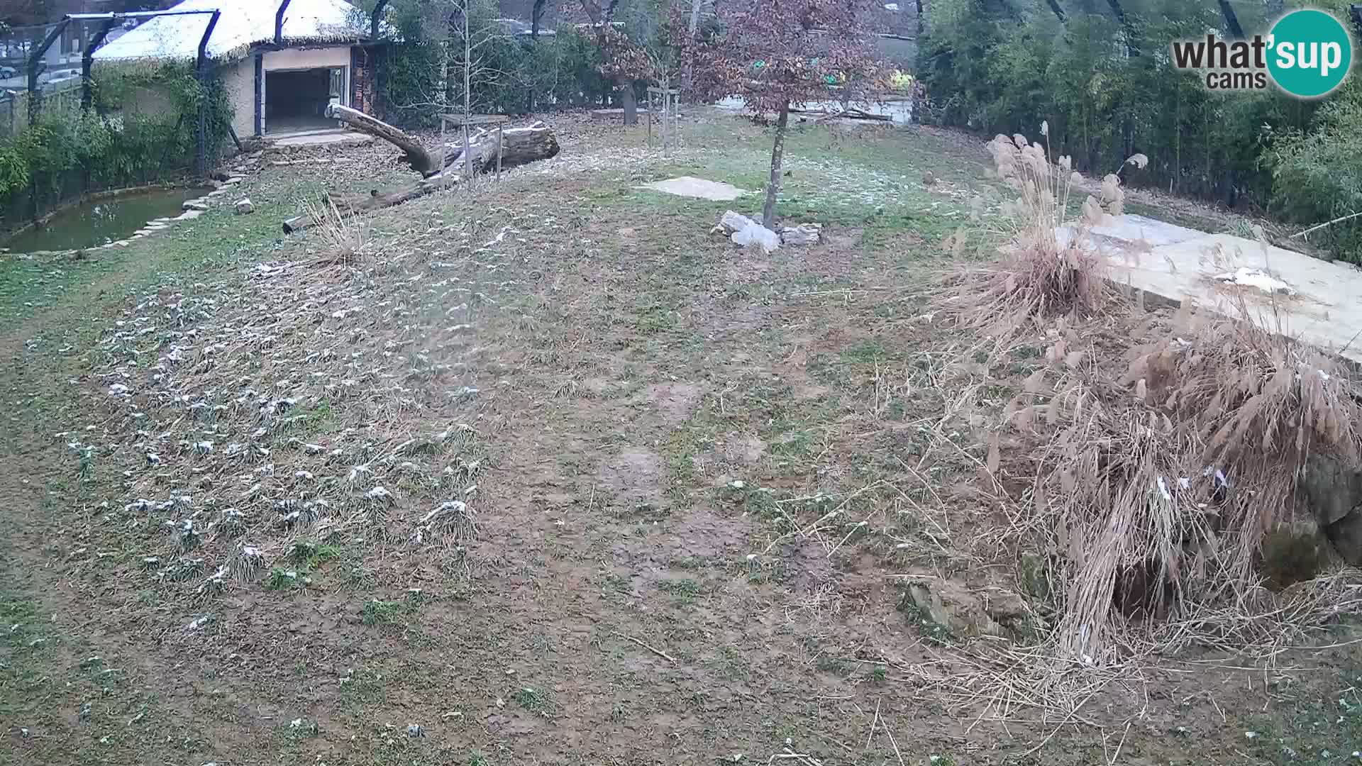 Zoo Ljubljana camera en vivo Leones