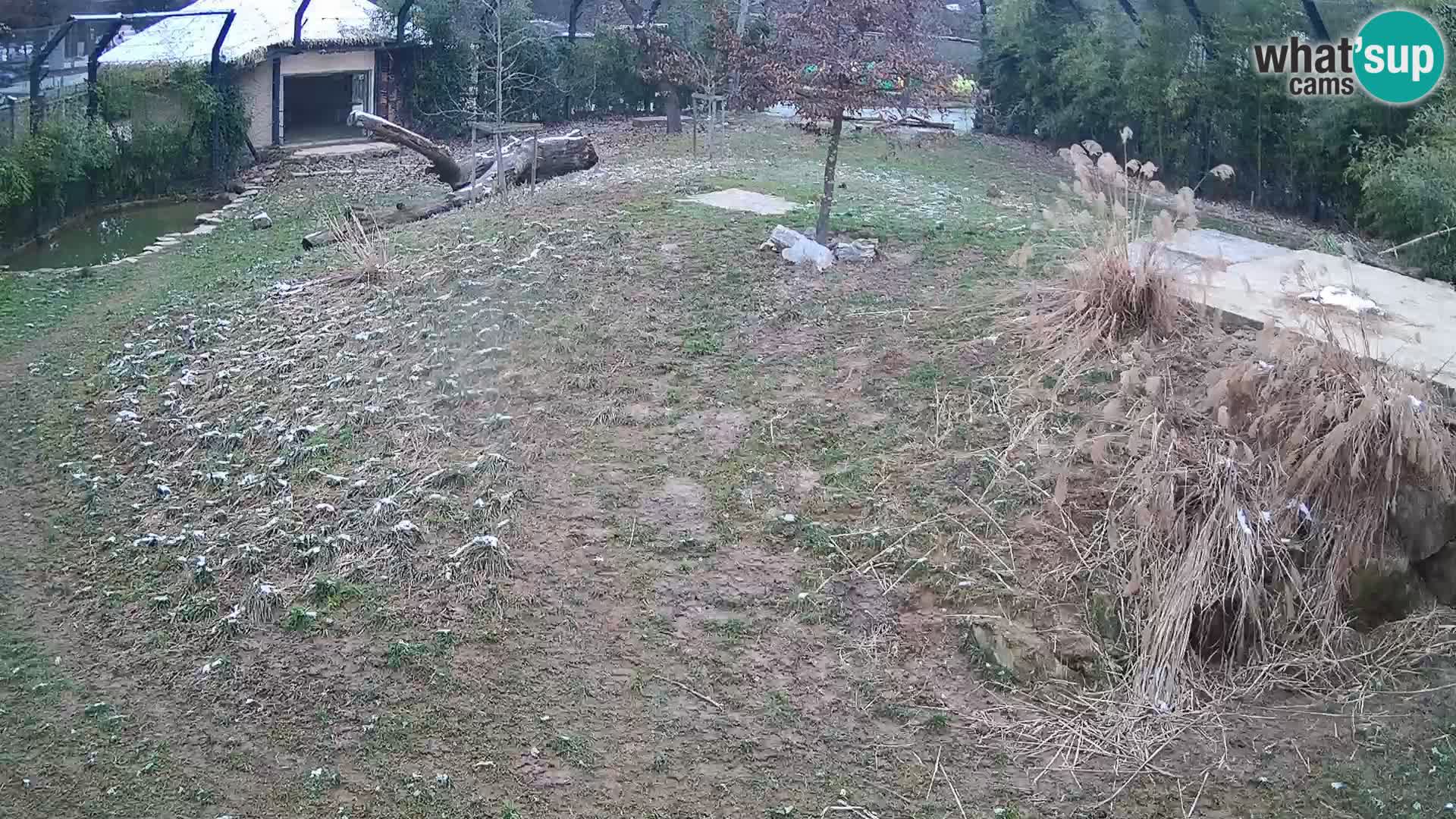 Live Ljubljana Zoo webcam Lion