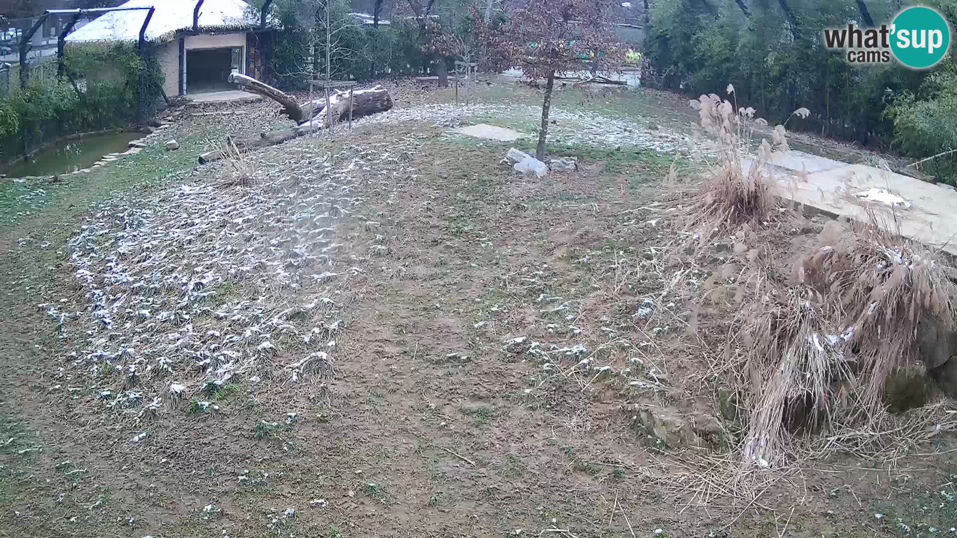 Zoo Lubiana live webcam Leoni