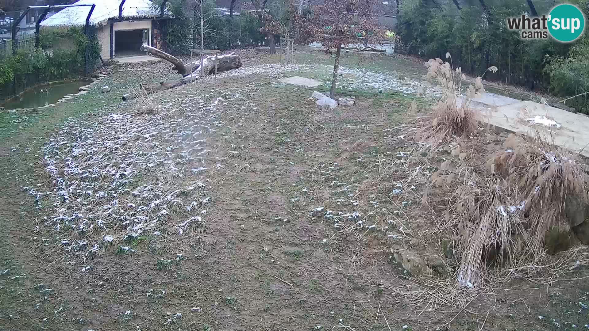 Live Ljubljana Zoo webcam Lion