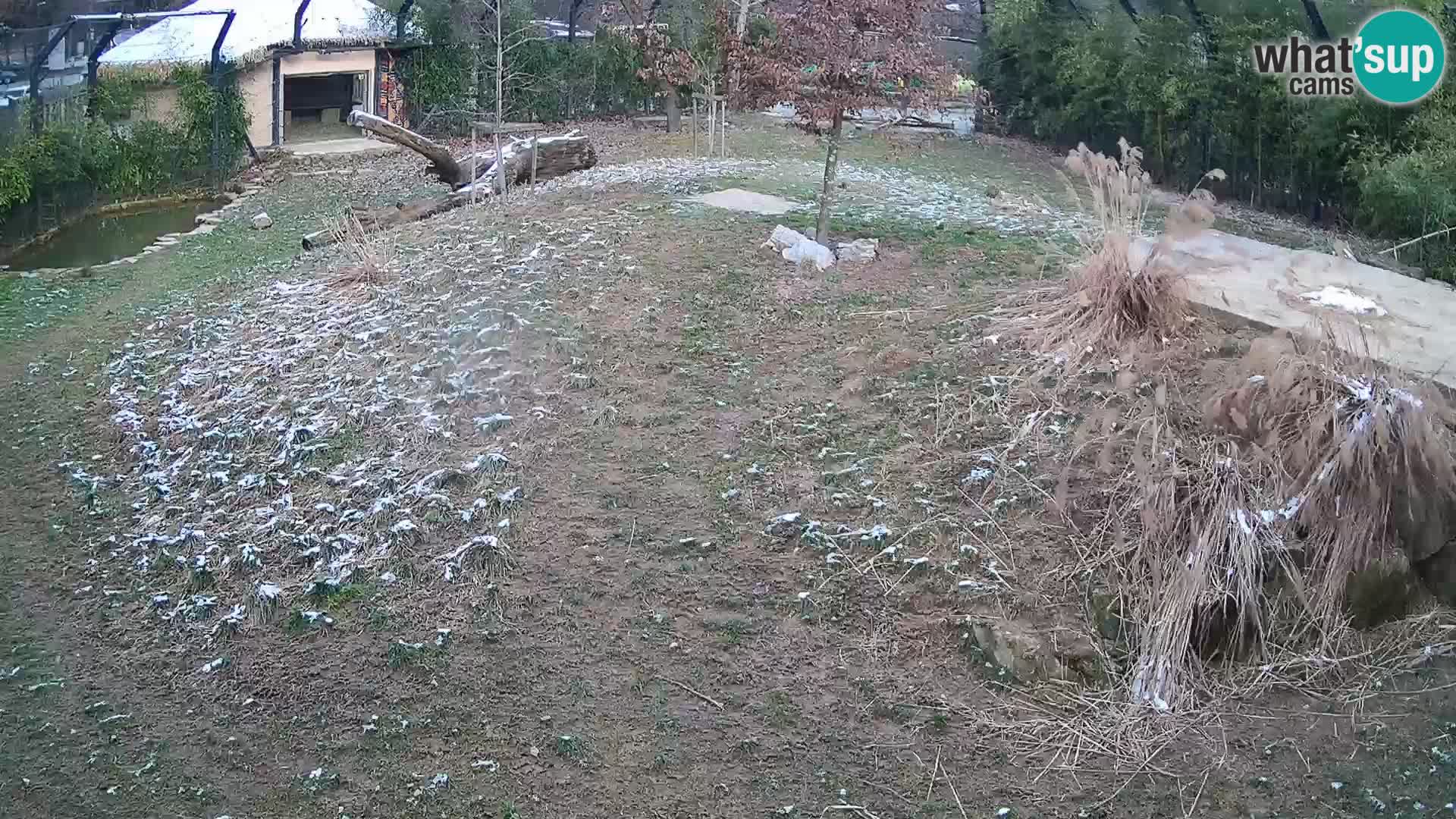 Ljubljana Zoo webcam Lion