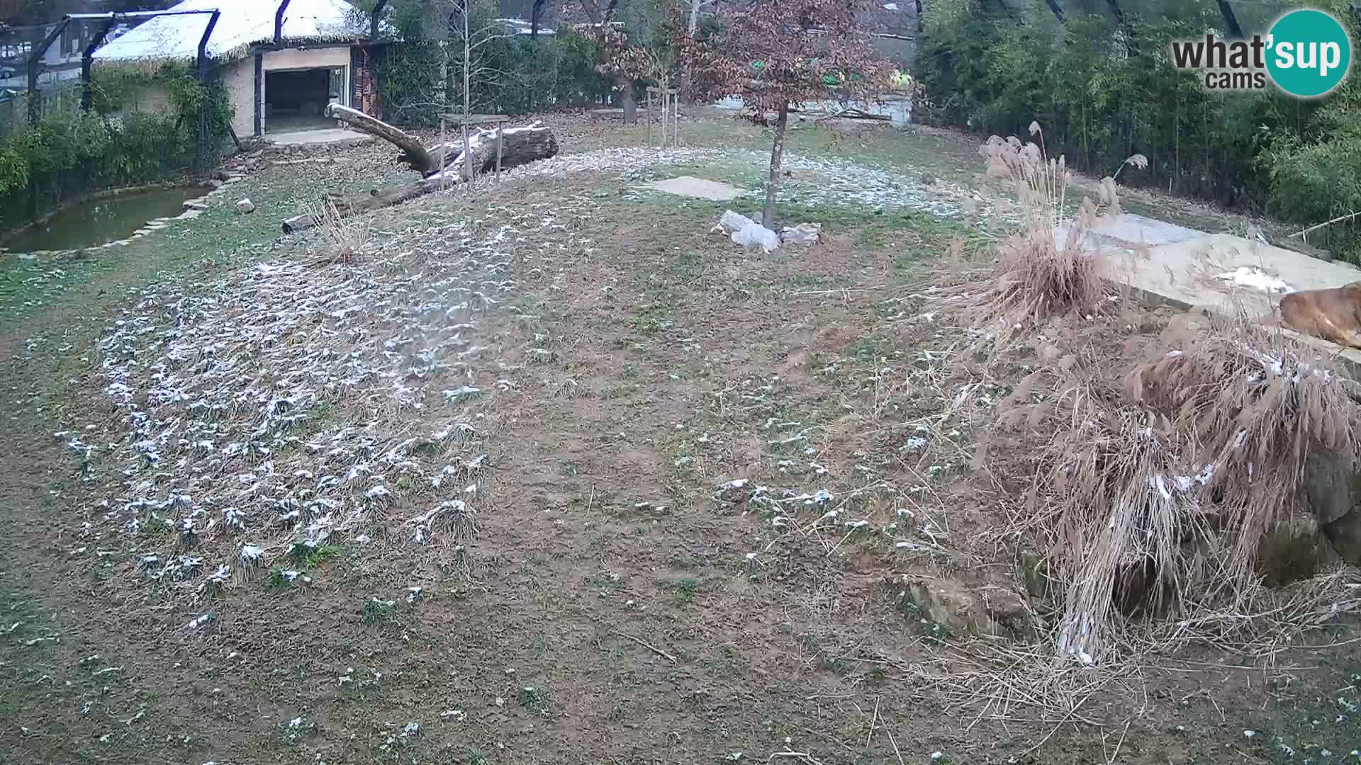 Zoo Ljubljana webcam Löwen