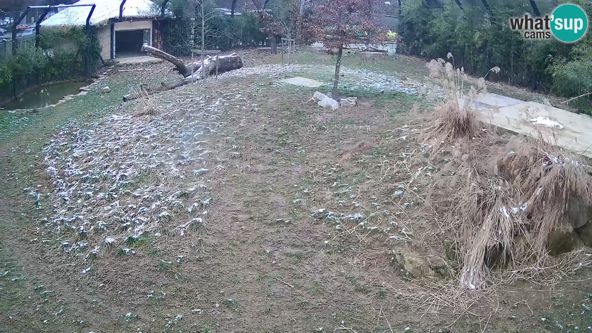 Live Ljubljana Zoo webcam Lion