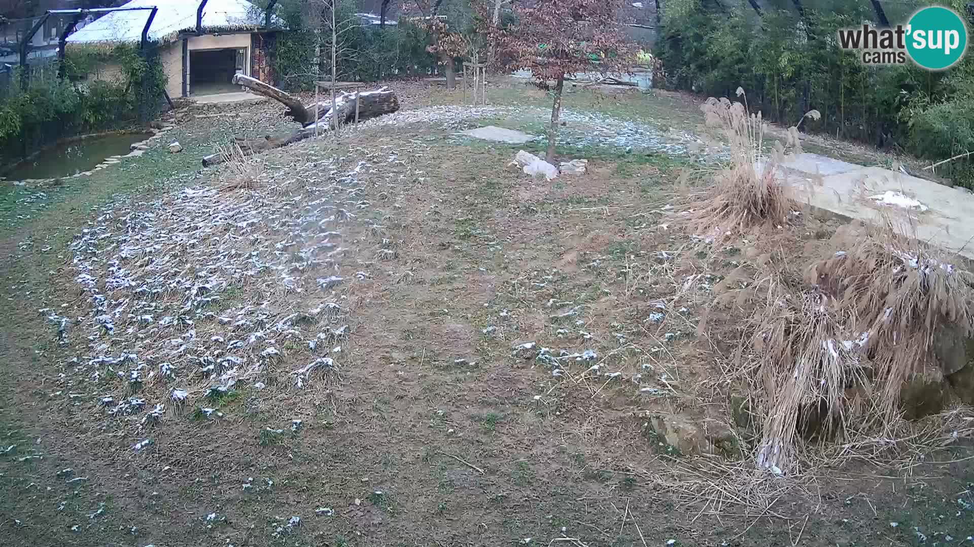 Live Ljubljana Zoo webcam Lion