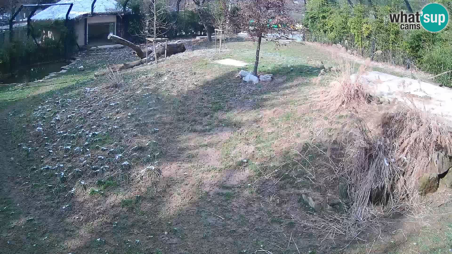 Zoo Lubiana live webcam Leoni