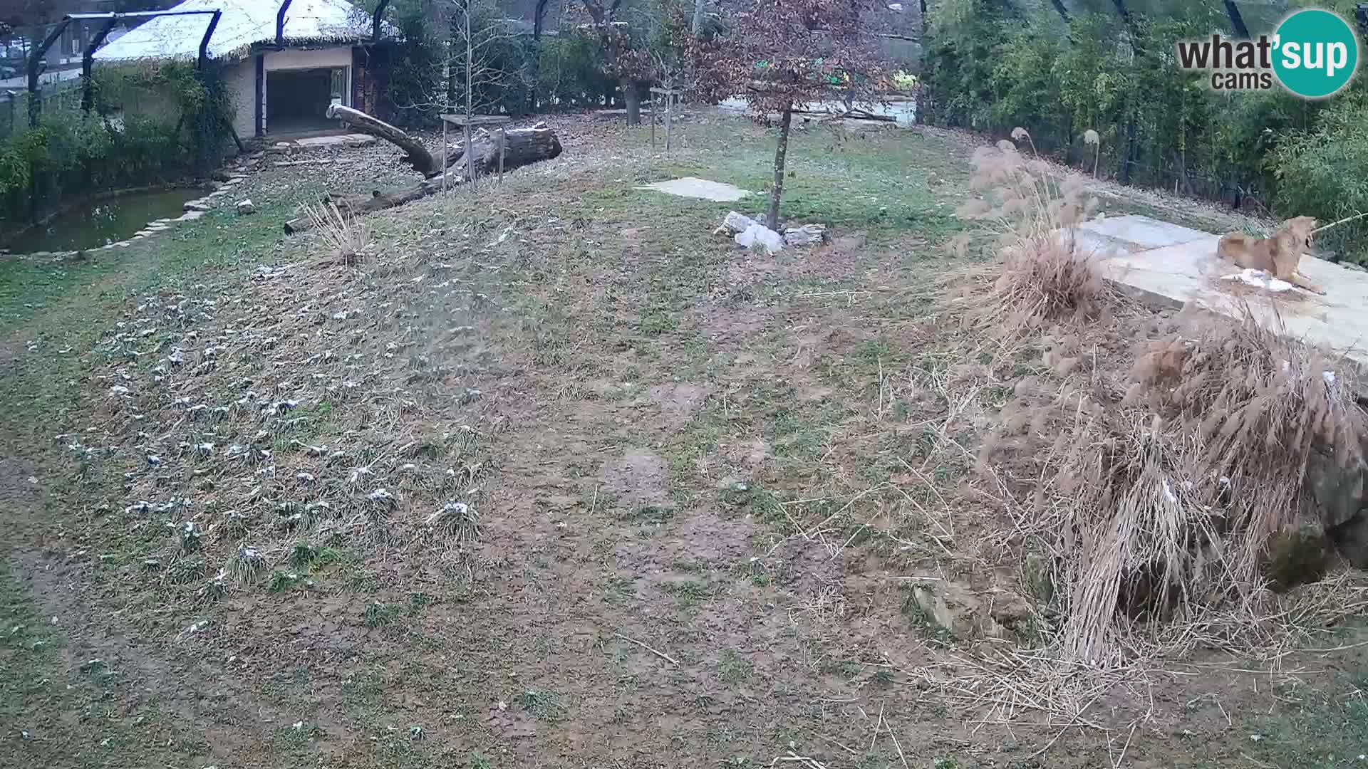 Live Ljubljana Zoo webcam Lion