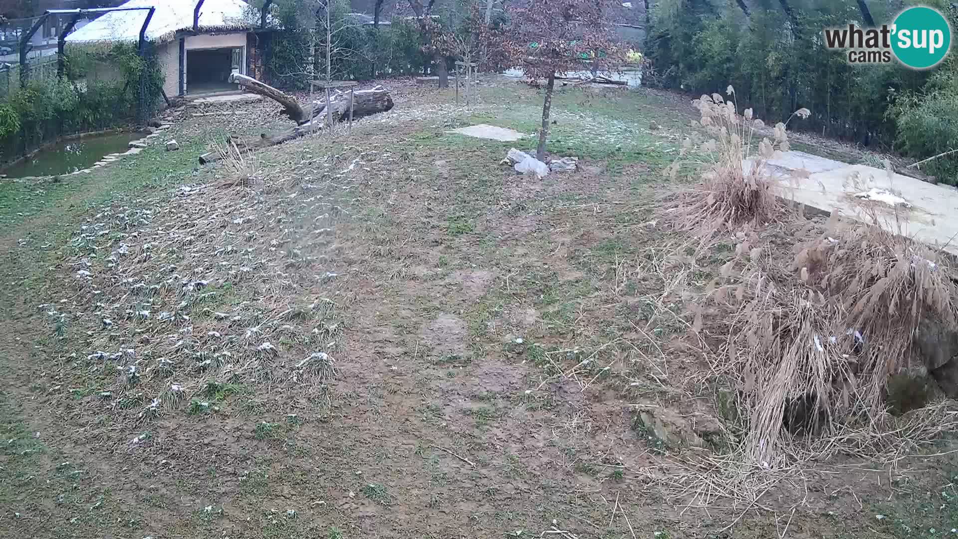 Zoo Ljubljana webcam Löwen