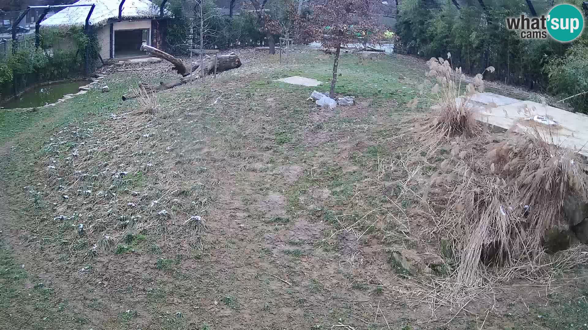 Ljubljana Zoo webcam Lion