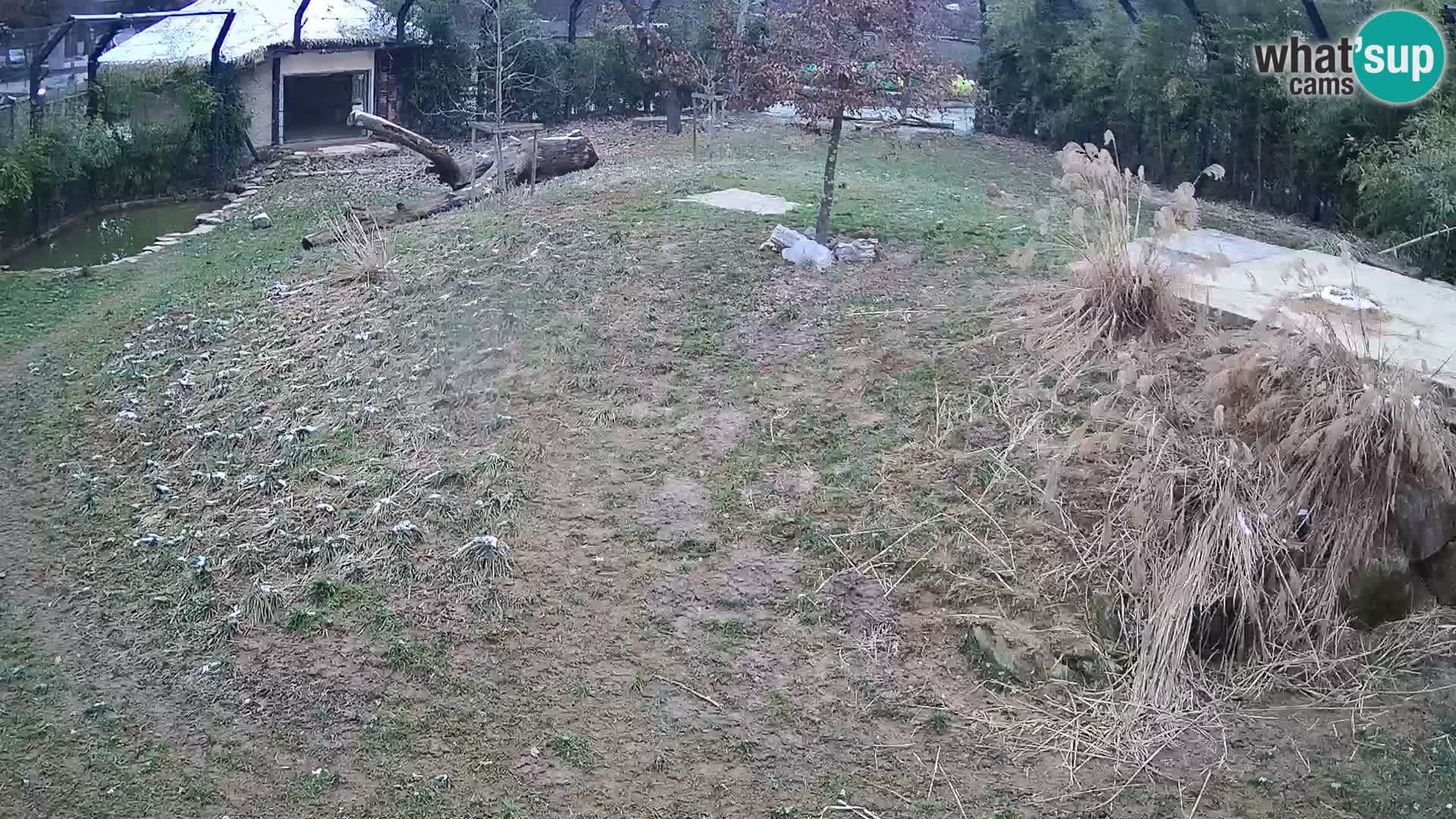 Live Ljubljana Zoo webcam Lion