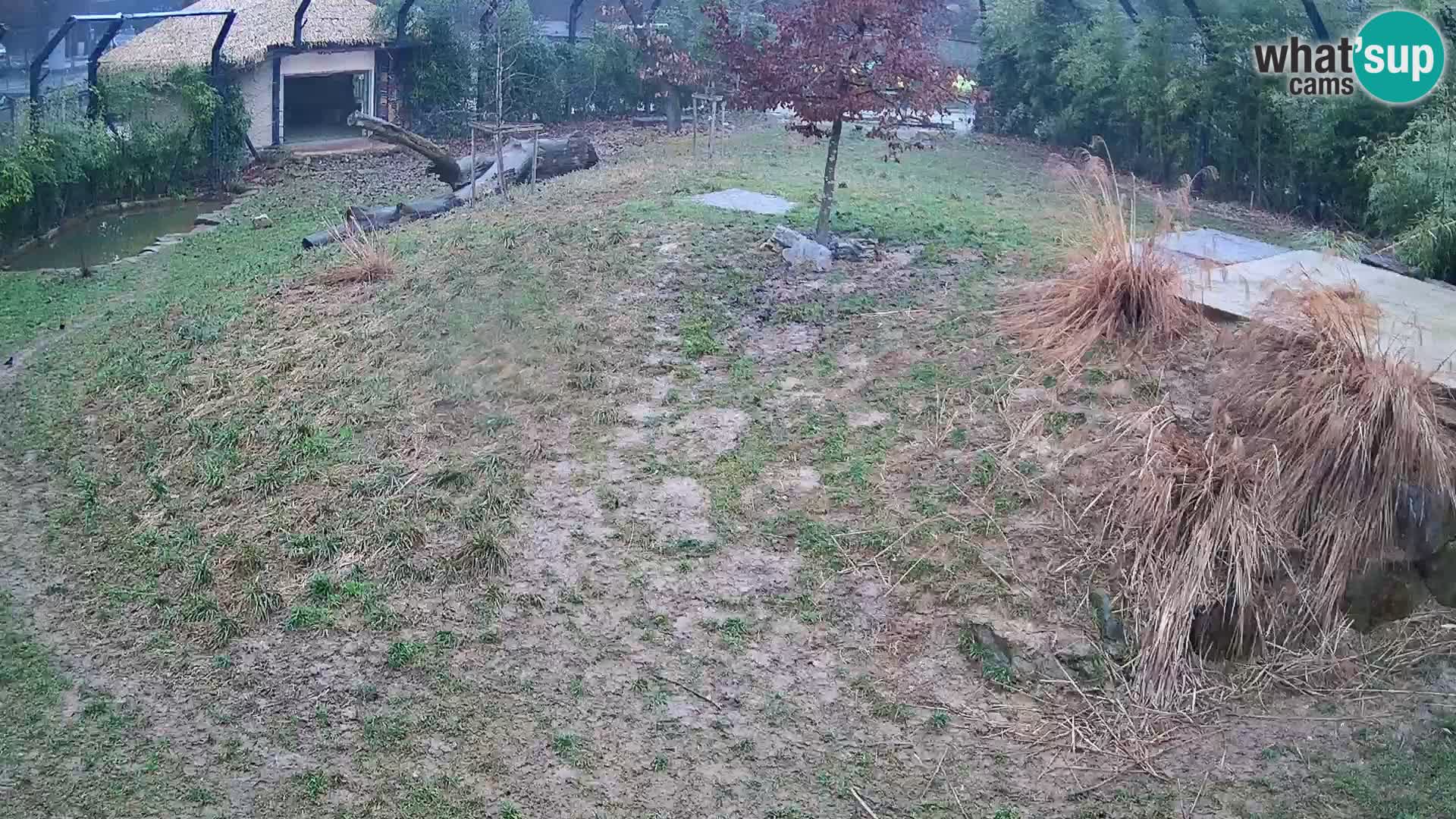 Live Ljubljana Zoo webcam Lion