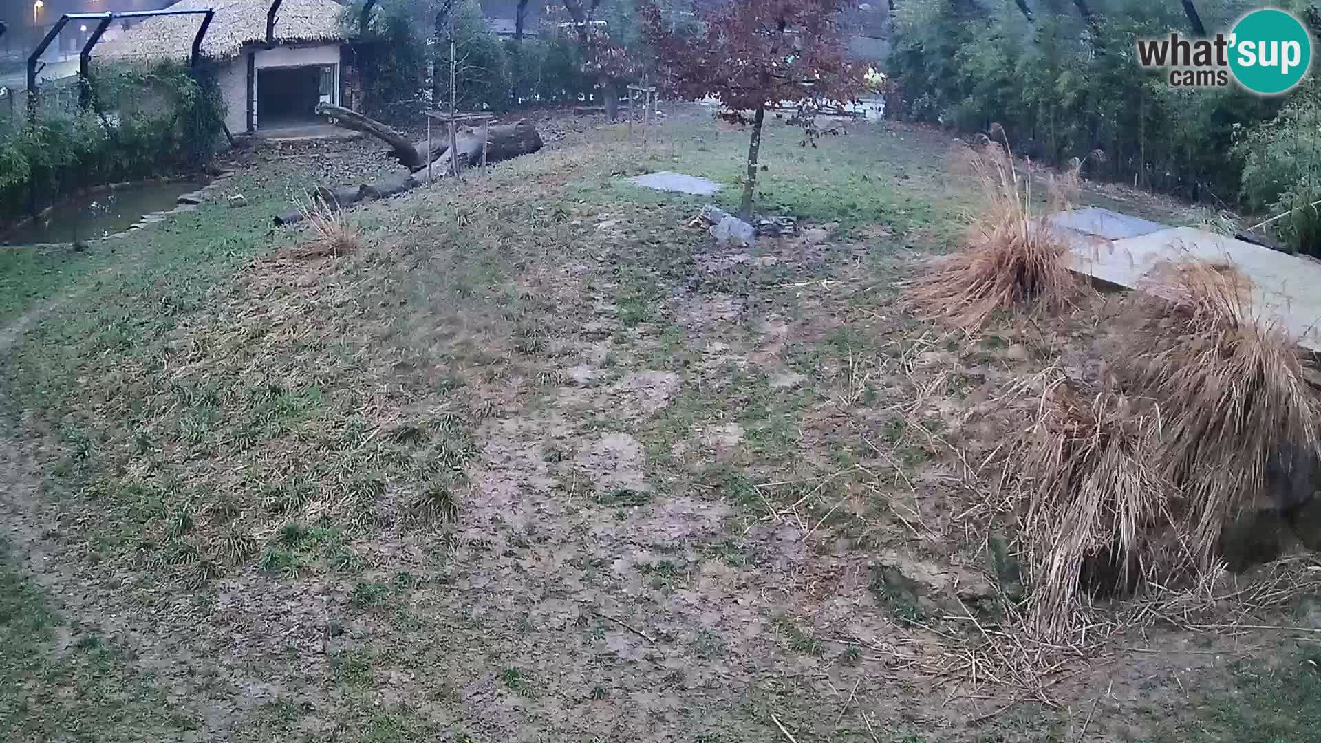 Live Ljubljana Zoo webcam Lion