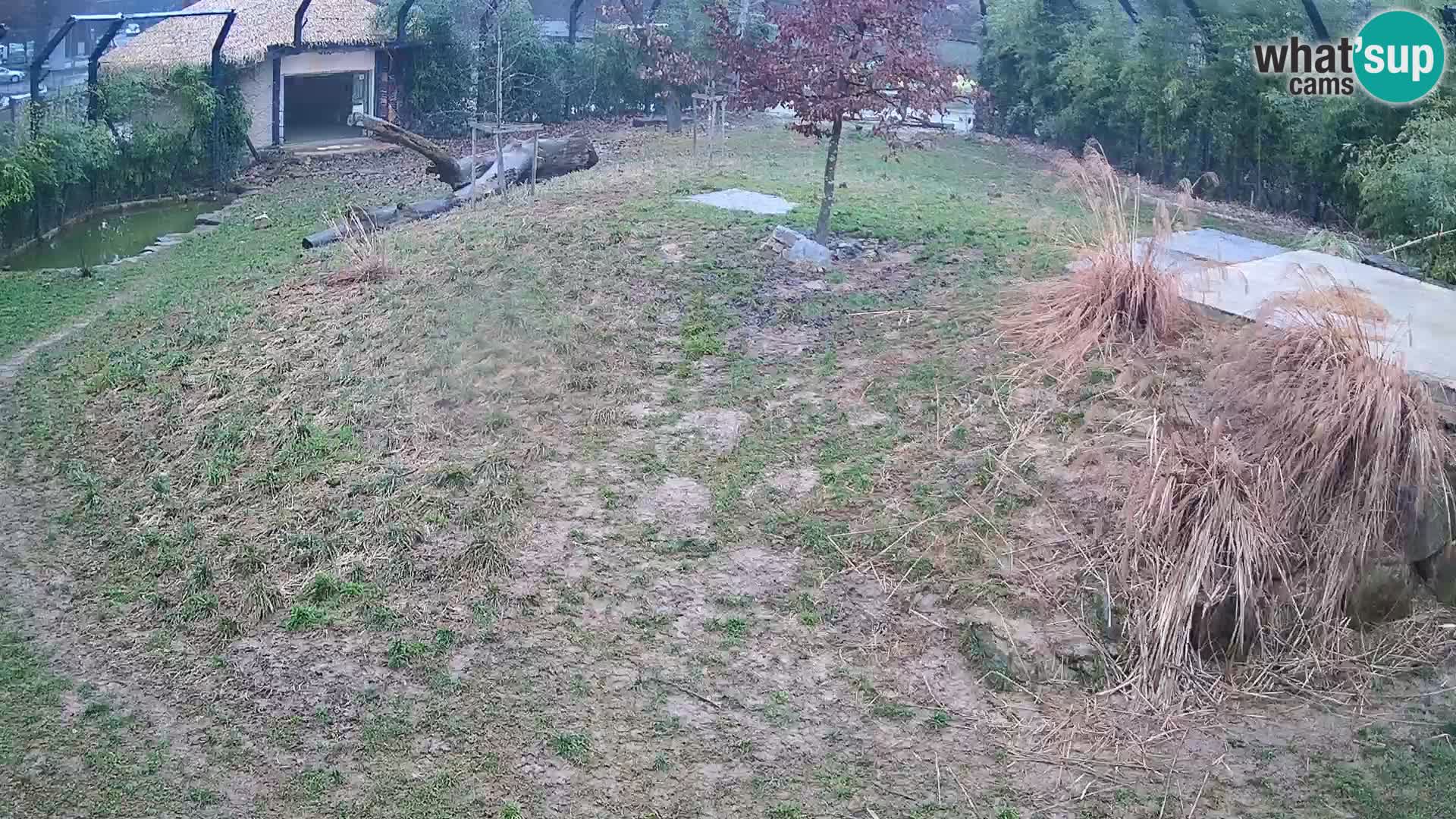 Zoo Ljubljana webcam Löwen