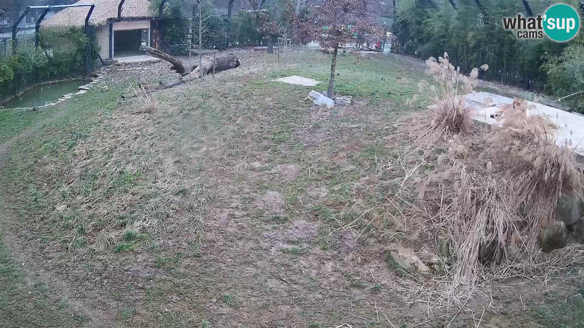 Ljubljana Zoo webcam Lion