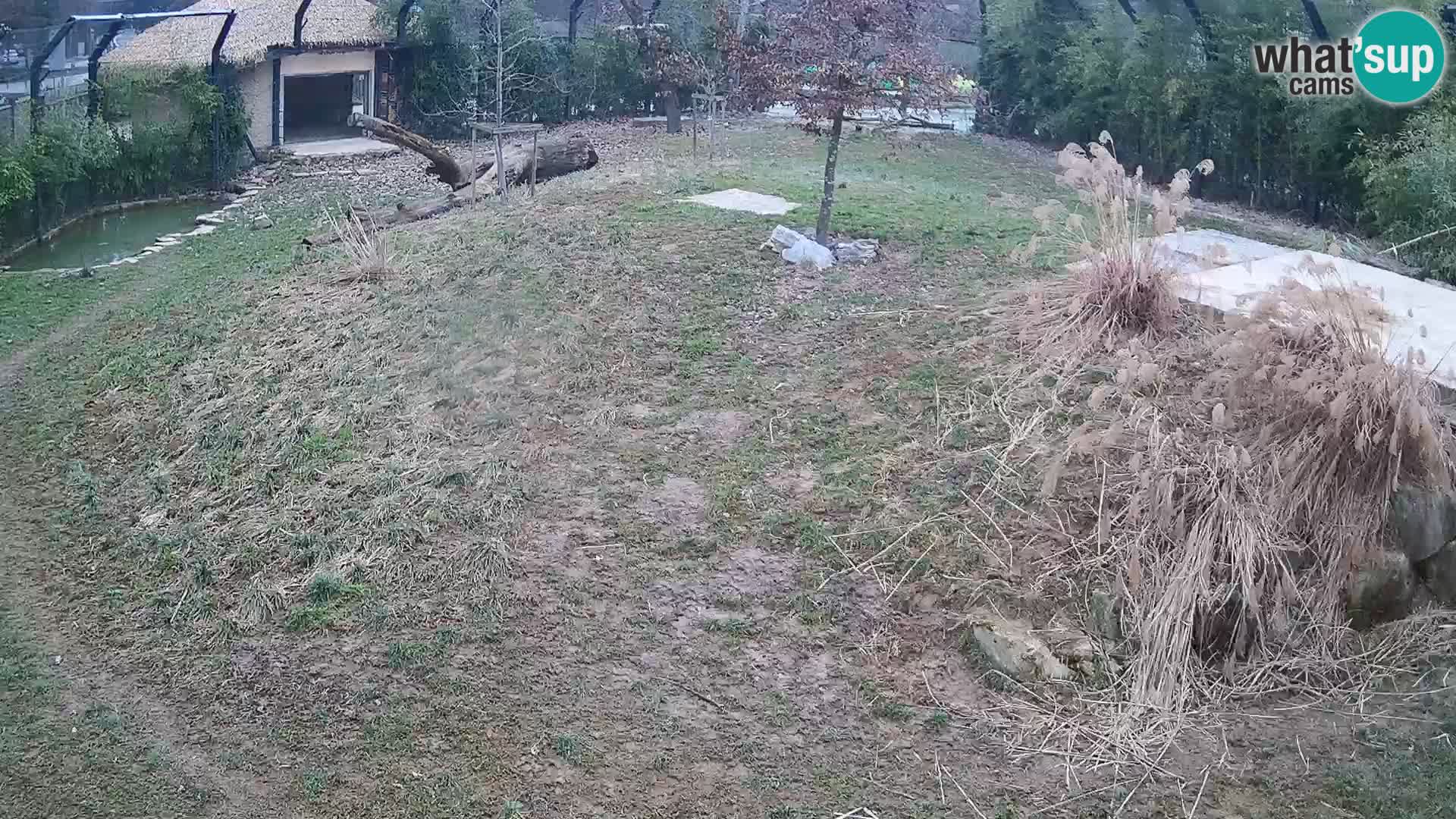 Ljubljana Zoo webcam Lion