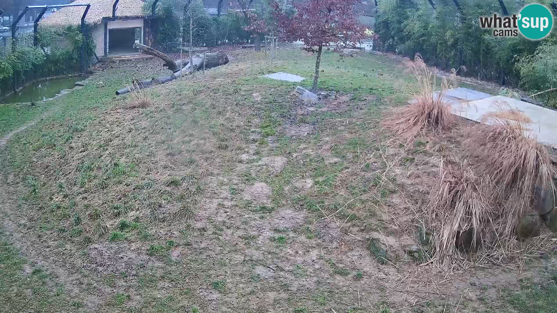 Zoo Ljubljana webcam Löwen