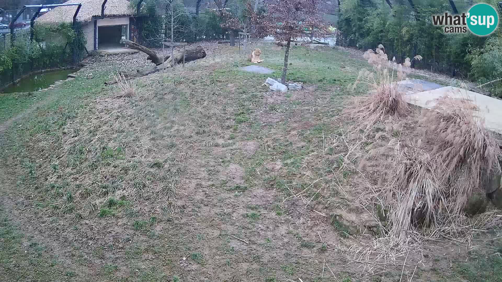 Zoo Ljubljana webcam Löwen