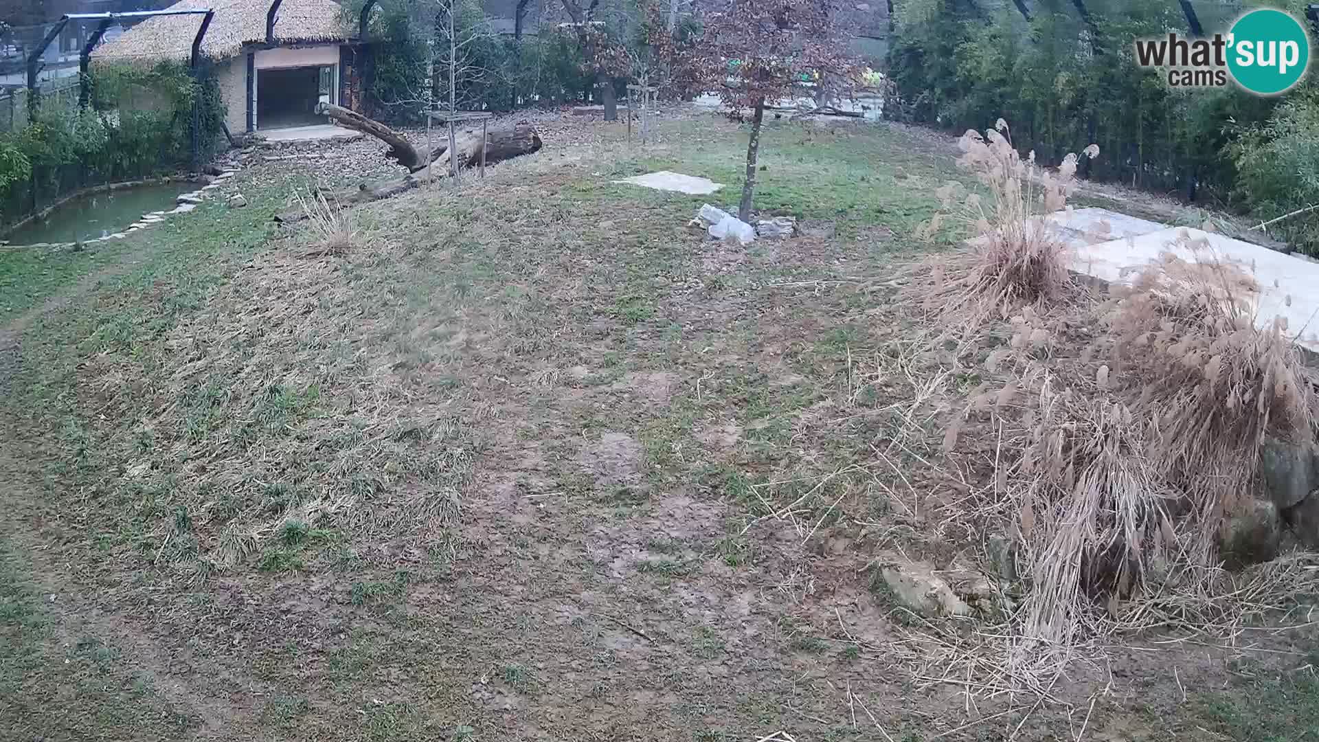 Zoo Ljubljana webcam Löwen