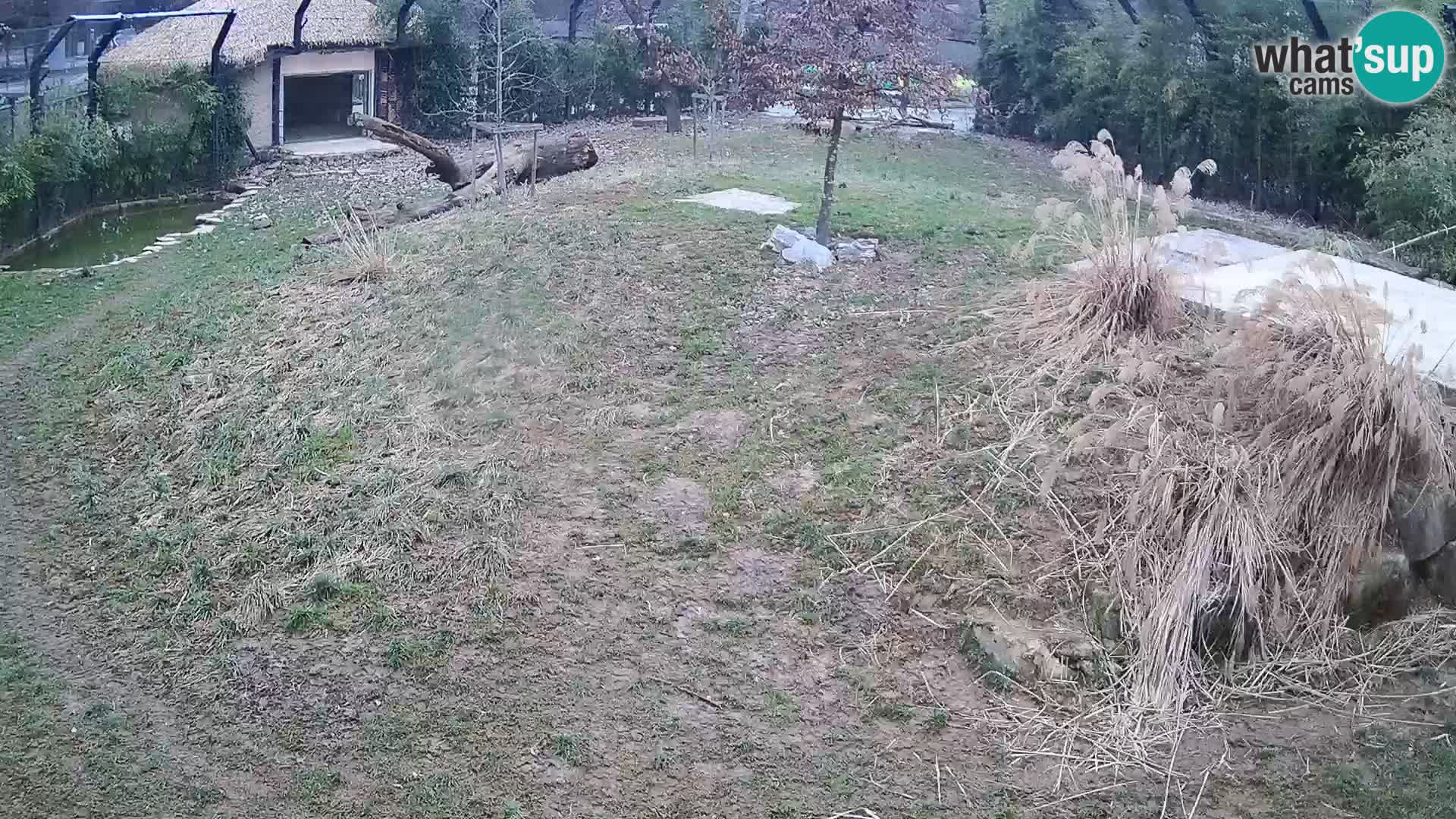 Zoo Ljubljana camera en vivo Leones