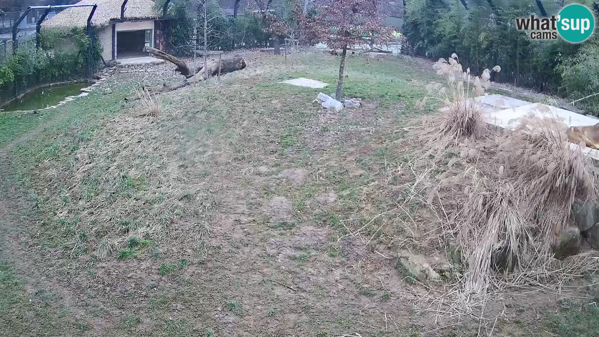 Zoo Ljubljana webcam Löwen