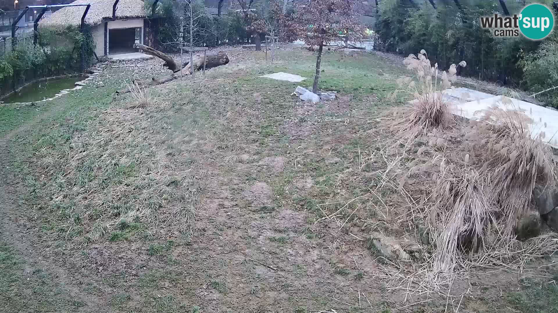 Zoo Ljubljana camera en vivo Leones