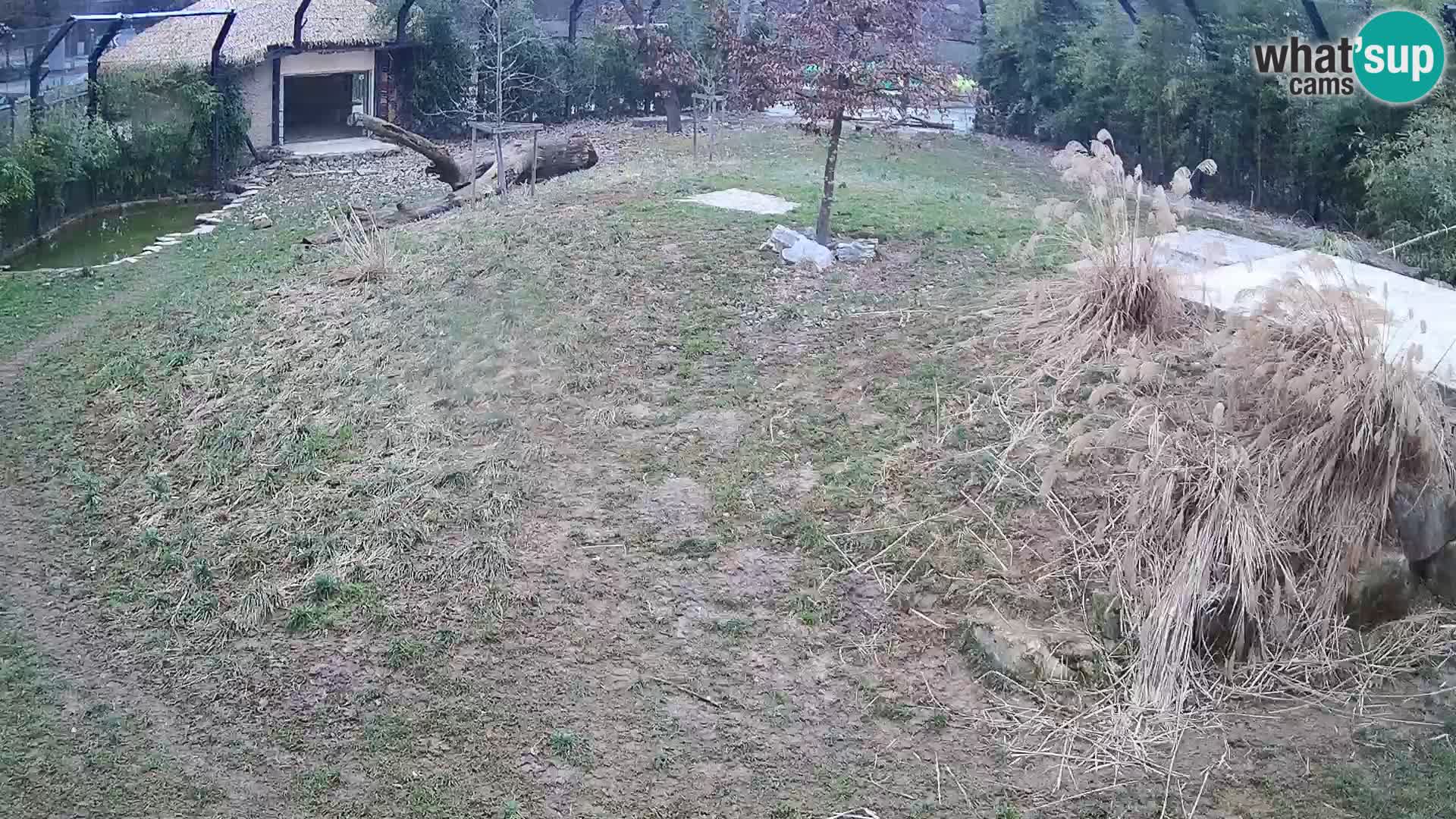 Live Ljubljana Zoo webcam Lion