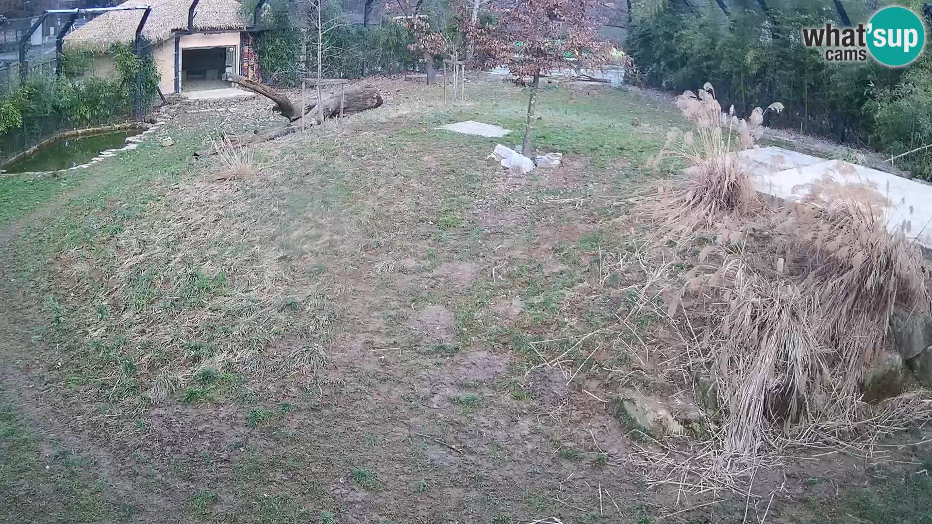 Zoo Lubiana live webcam Leoni