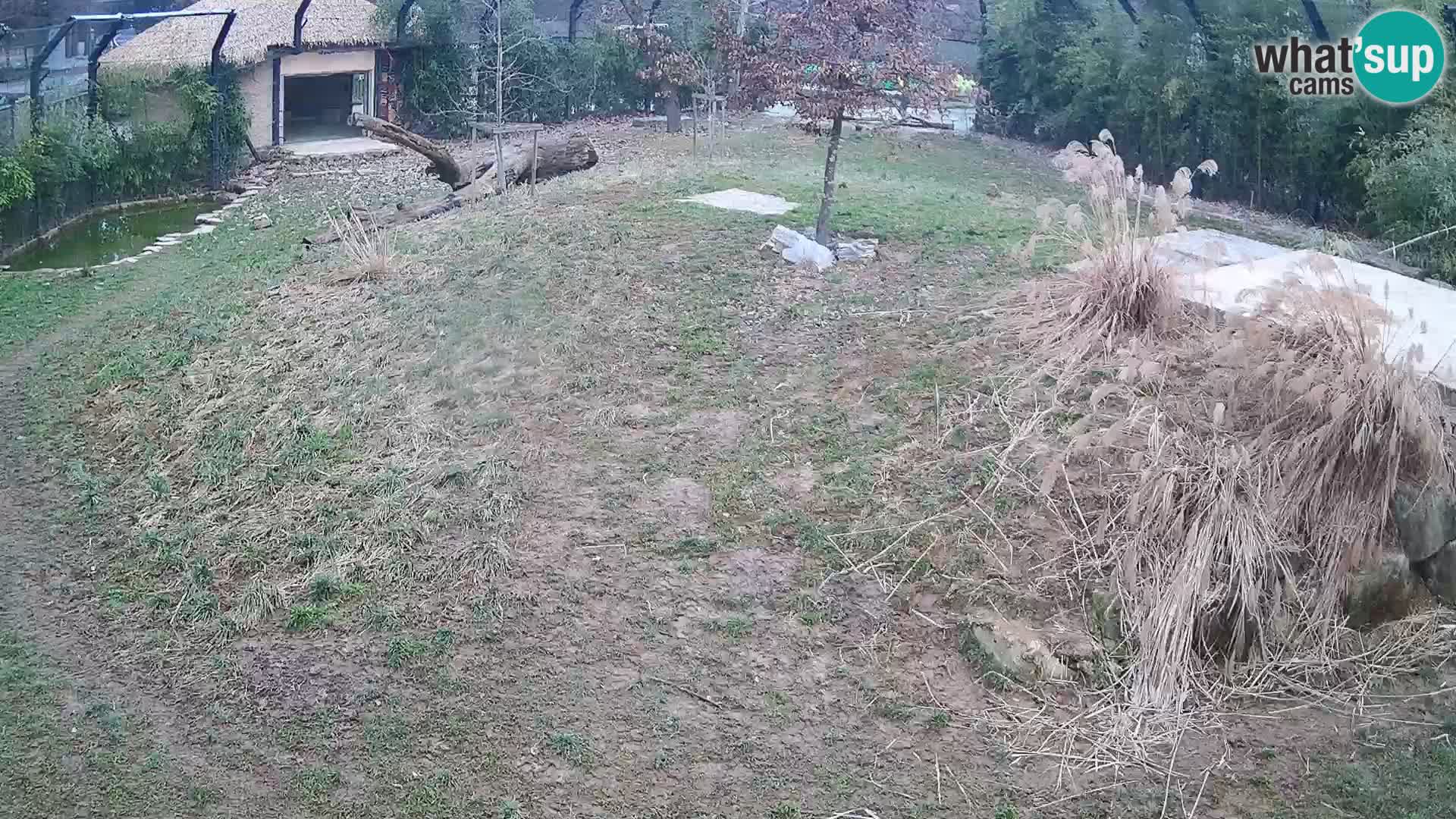 Zoo Lubiana live webcam Leoni