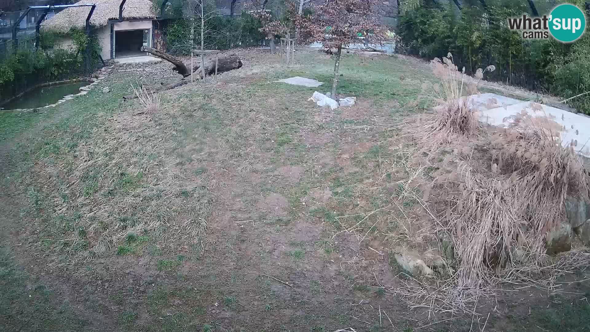 Zoo Ljubljana camera en vivo Leones