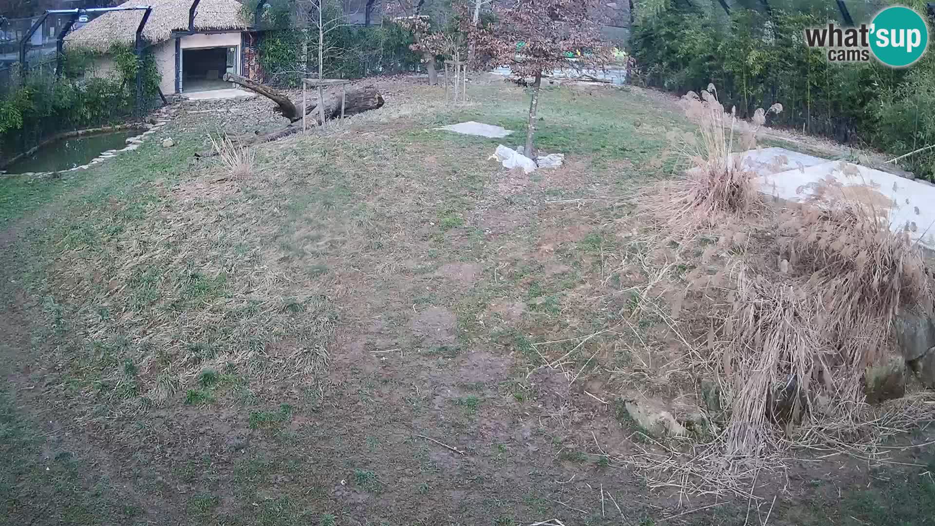 Live Ljubljana Zoo webcam Lion