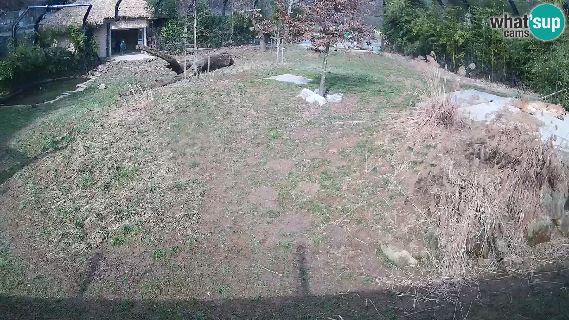 Zoo Ljubljana camera en vivo Leones