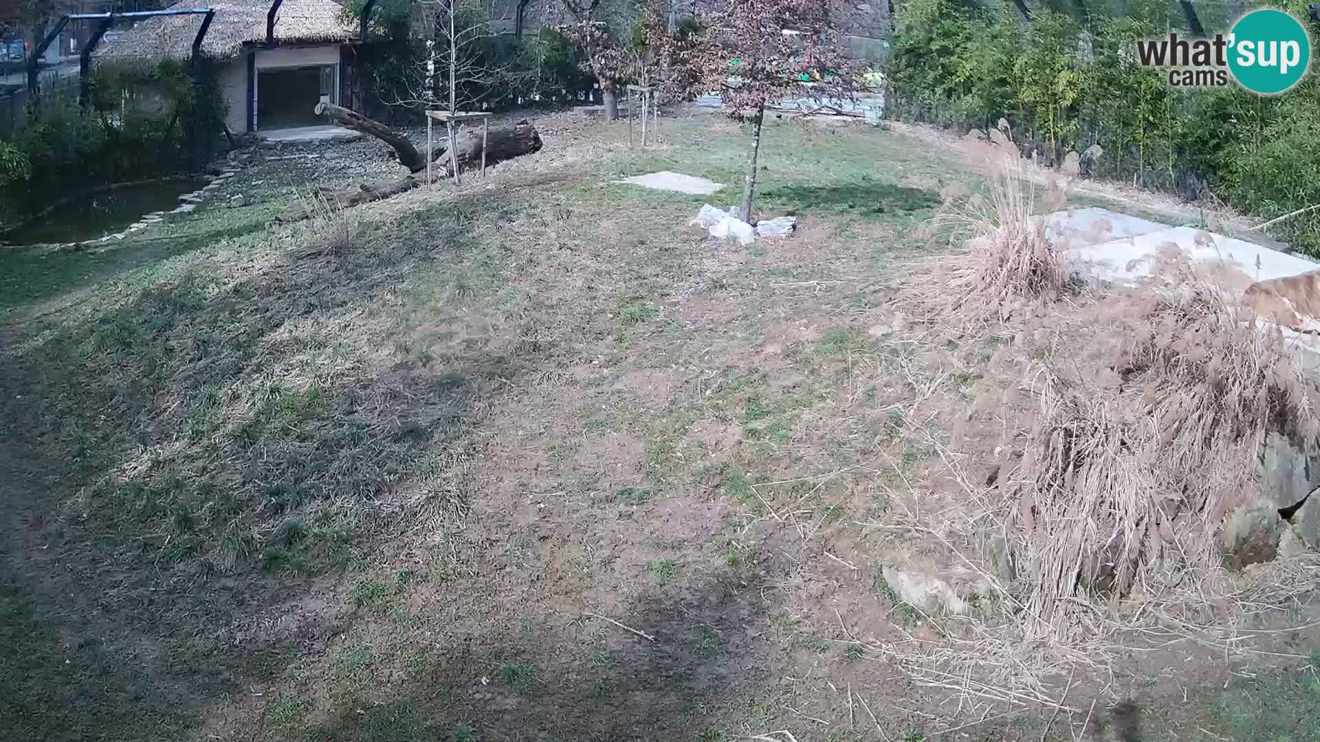 Zoo Ljubljana camera en vivo Leones