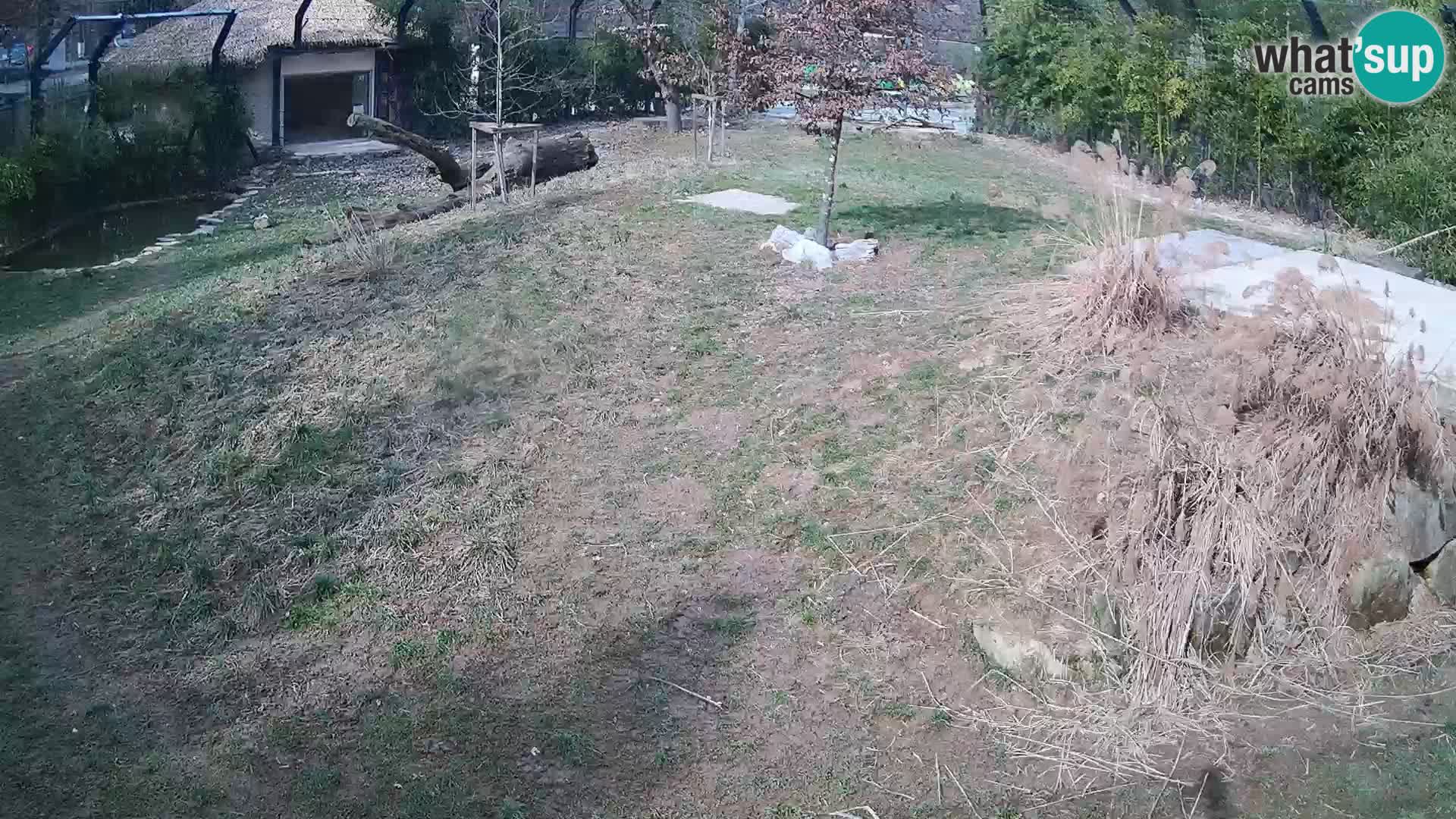 Ljubljana Zoo webcam Lion