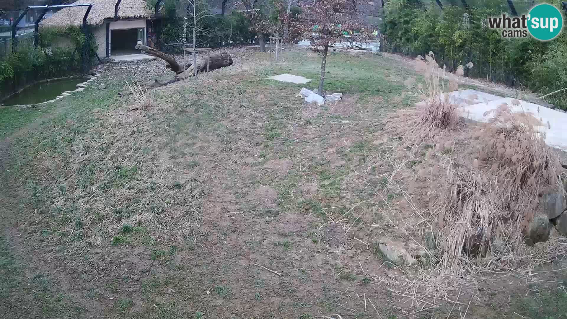 Live Ljubljana Zoo webcam Lion