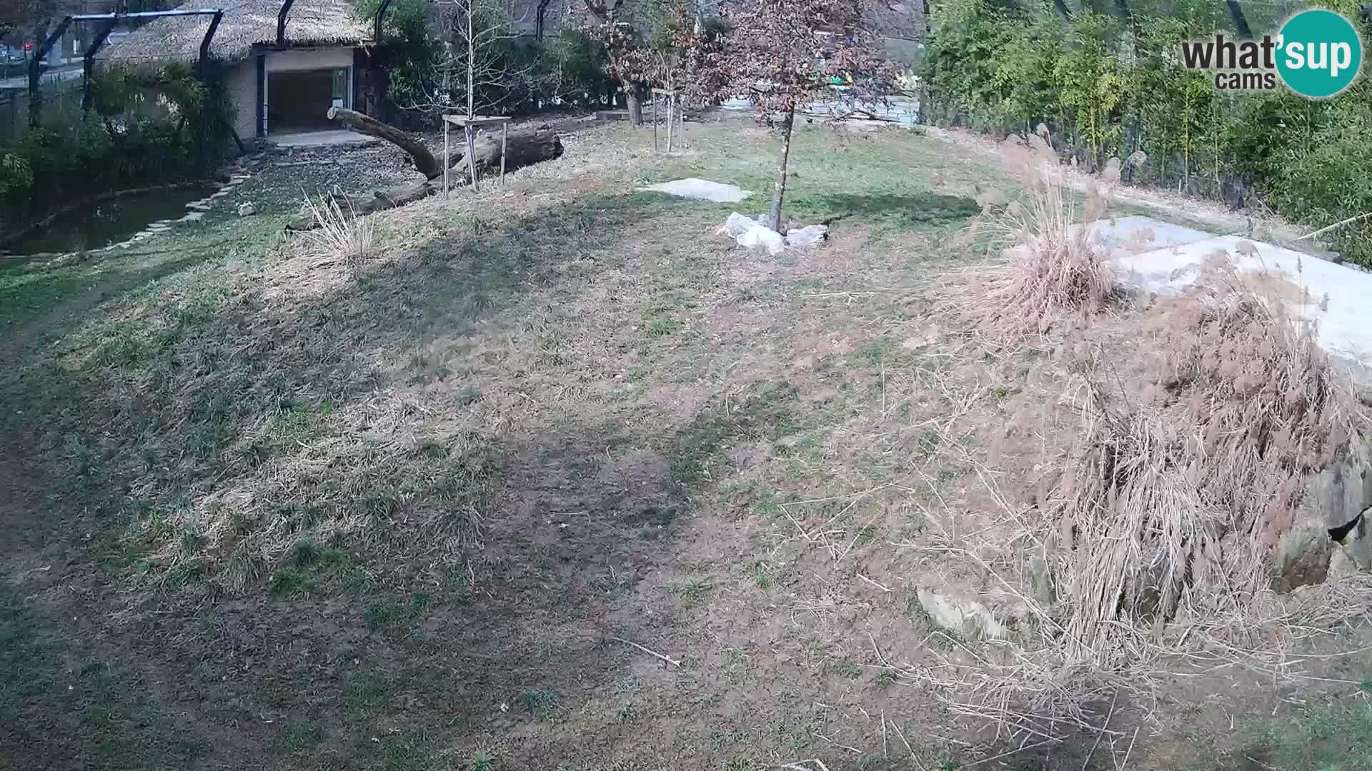 Live Ljubljana Zoo webcam Lion