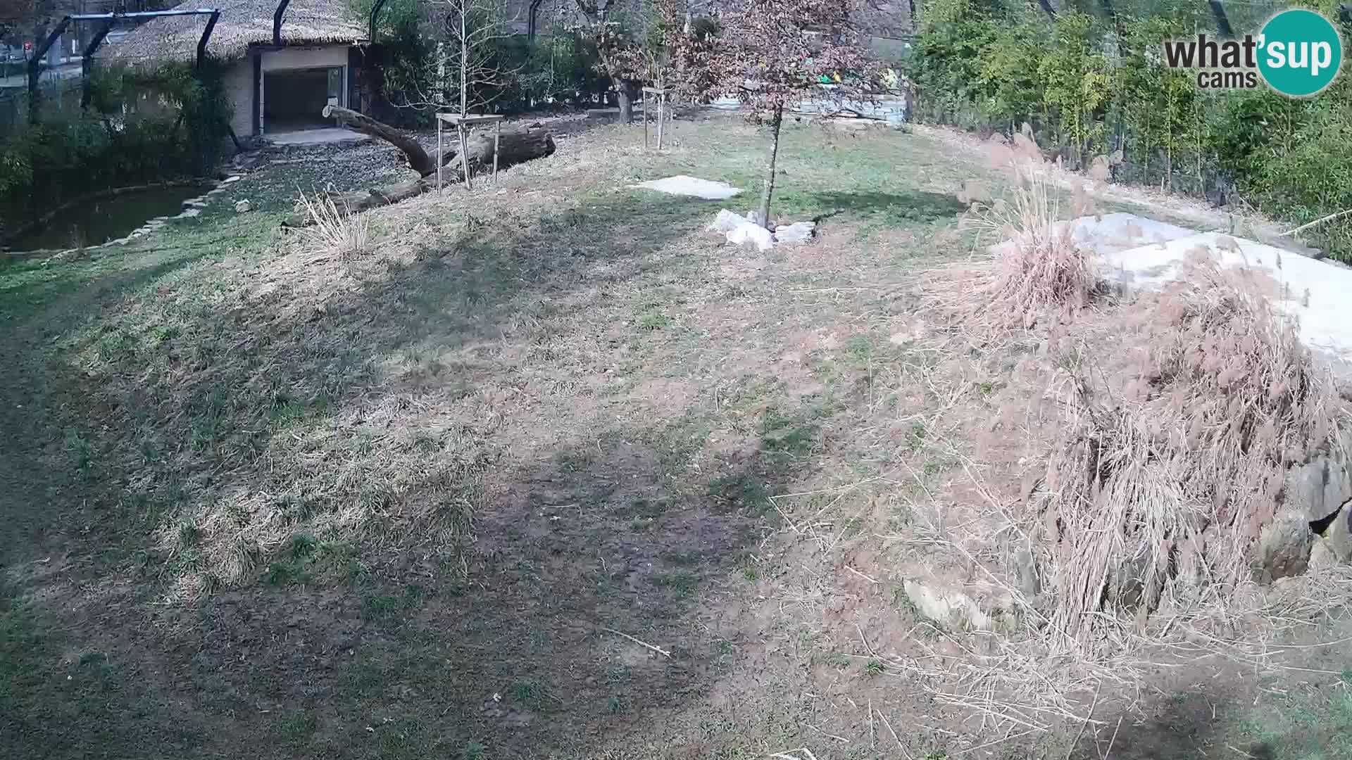 Ljubljana Zoo webcam Lion