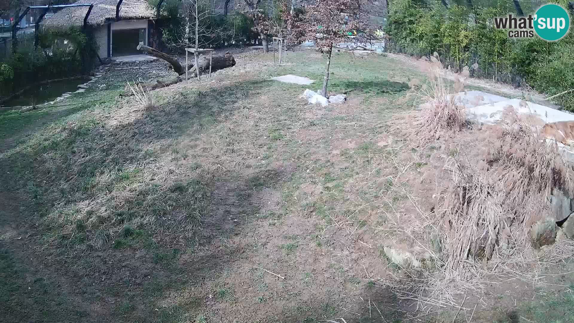 Live Ljubljana Zoo webcam Lion