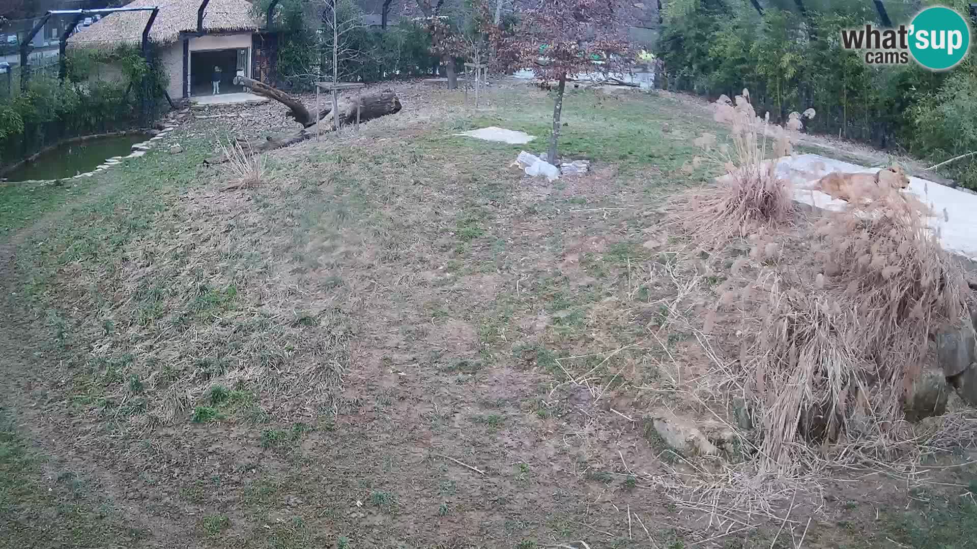 Zoo Ljubljana webcam Löwen