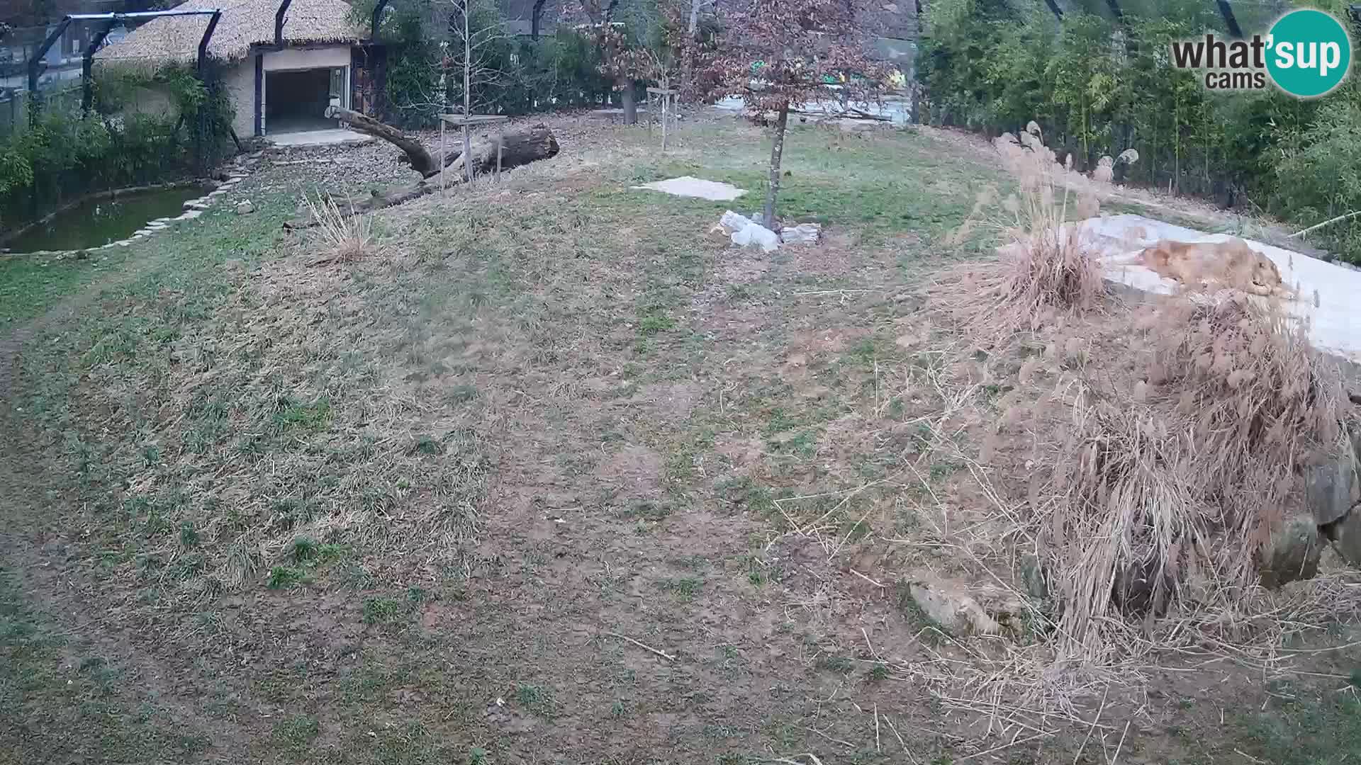 Zoo Ljubljana webcam Löwen