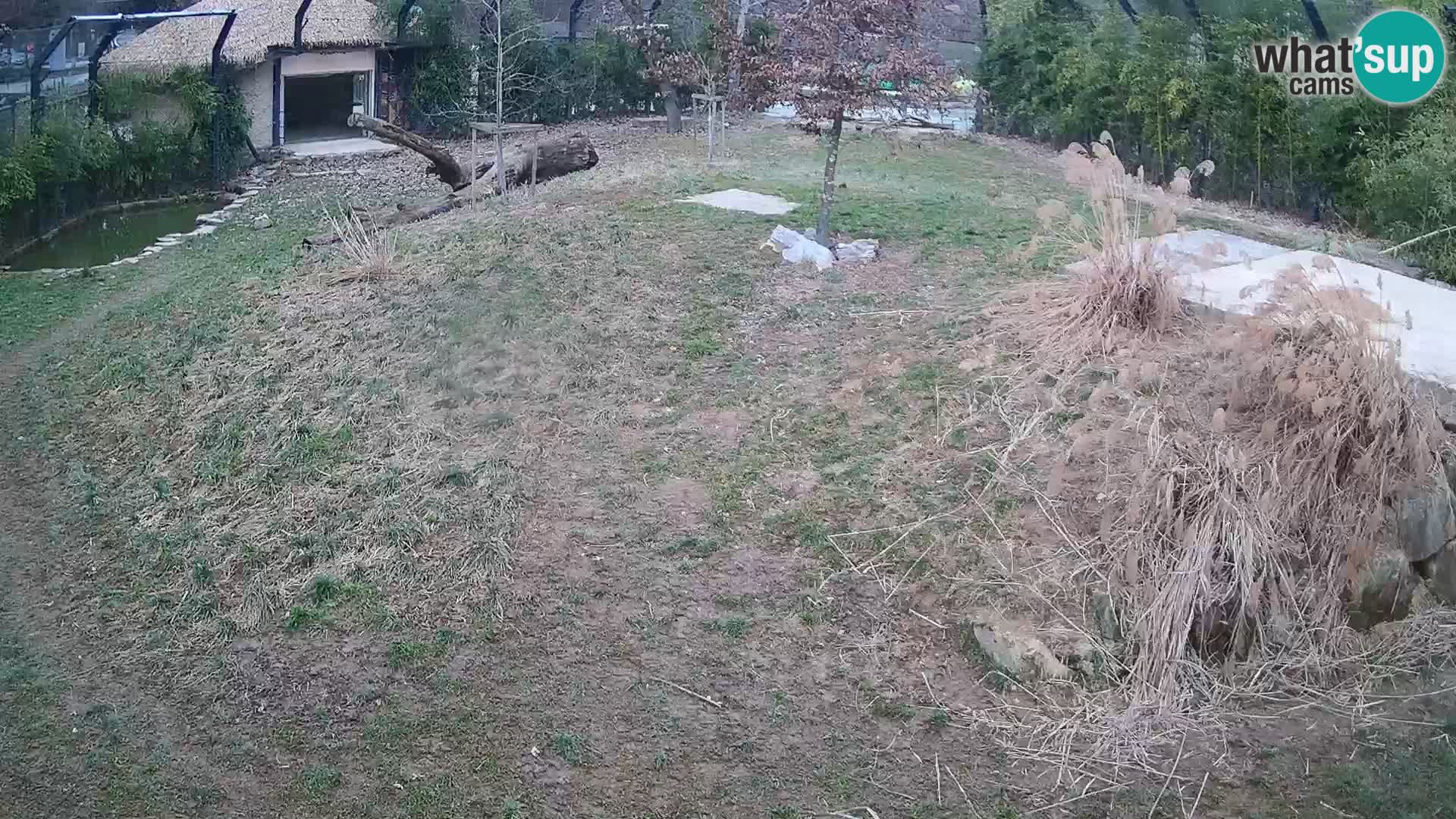 Live Ljubljana Zoo webcam Lion