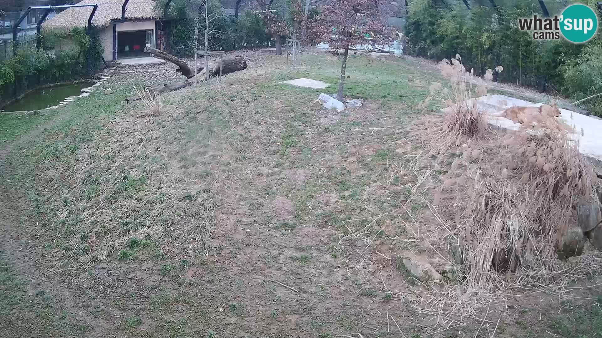 Live Ljubljana Zoo webcam Lion