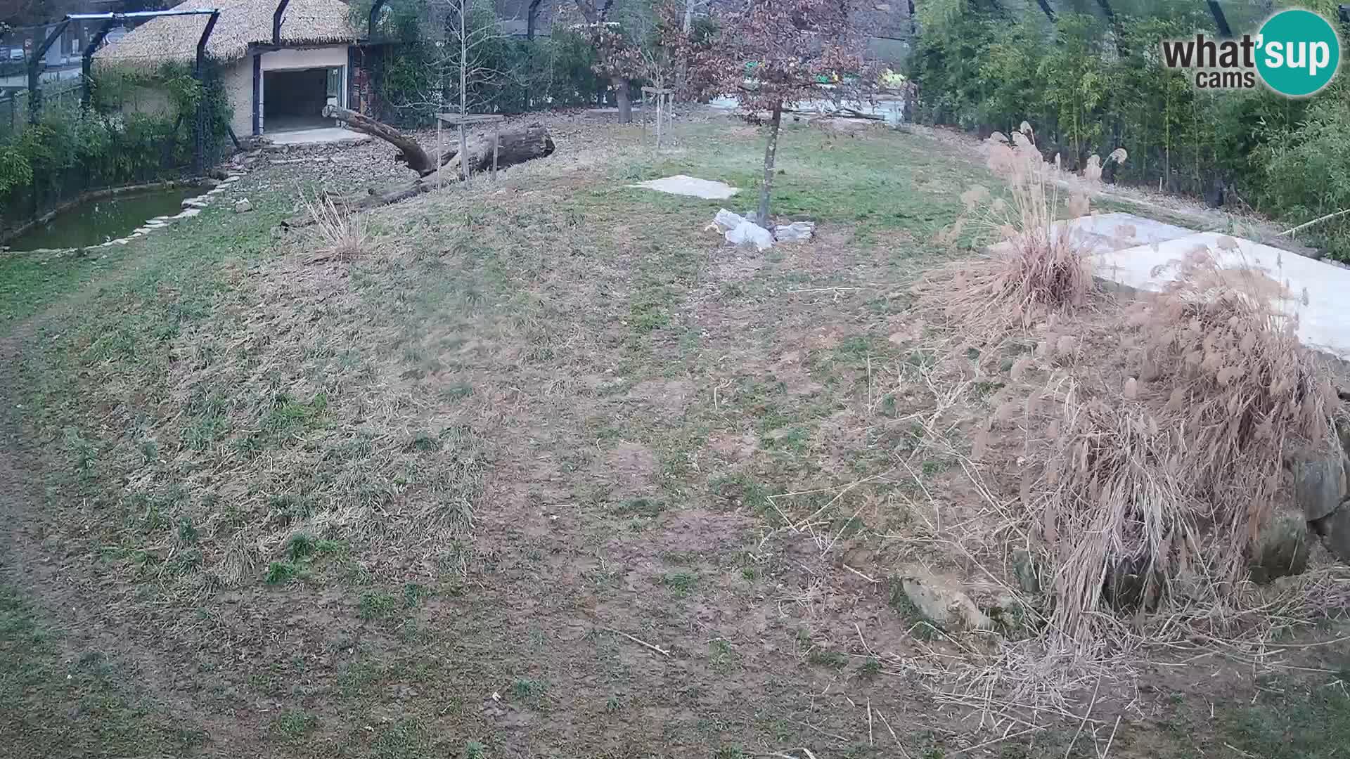 Ljubljana Zoo webcam Lion